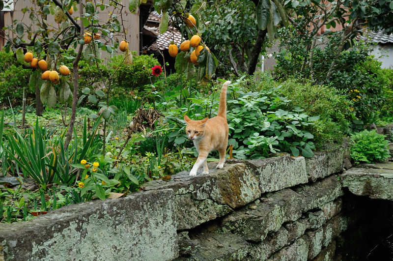 2013　10　24～28　島根帰省時撮影分_a0143491_23452017.jpg