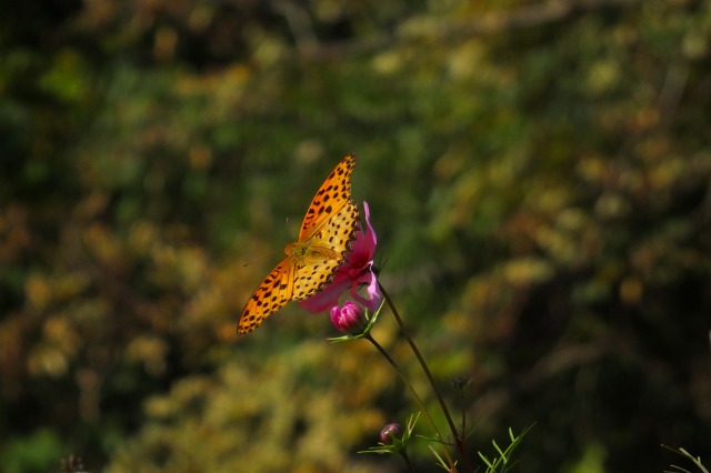 e0070891_2104663.jpg