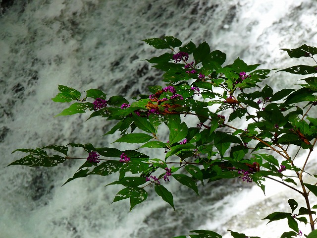 e0202393_13373945.jpg