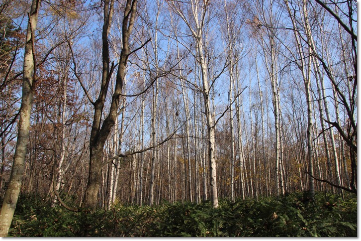 f0146493_1034594.jpg