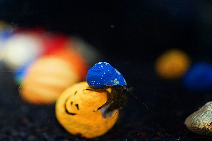 新江ノ島水族館 ハロウィン_b0145398_22242025.jpg