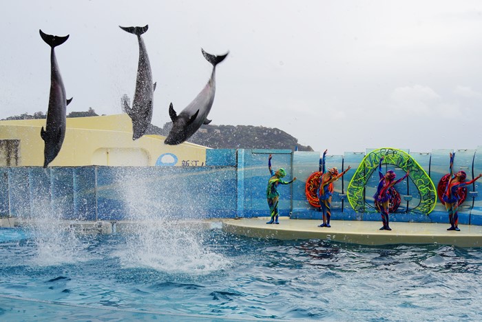 新江ノ島水族館 ハロウィン_b0145398_22281178.jpg