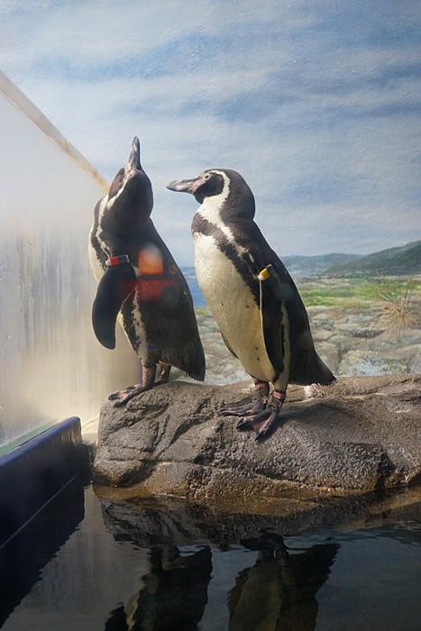 新江ノ島水族館 ハロウィン_b0145398_22284725.jpg