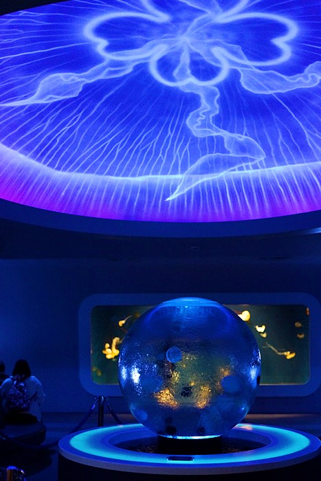 新江ノ島水族館のクラゲ_b0145398_22401581.jpg