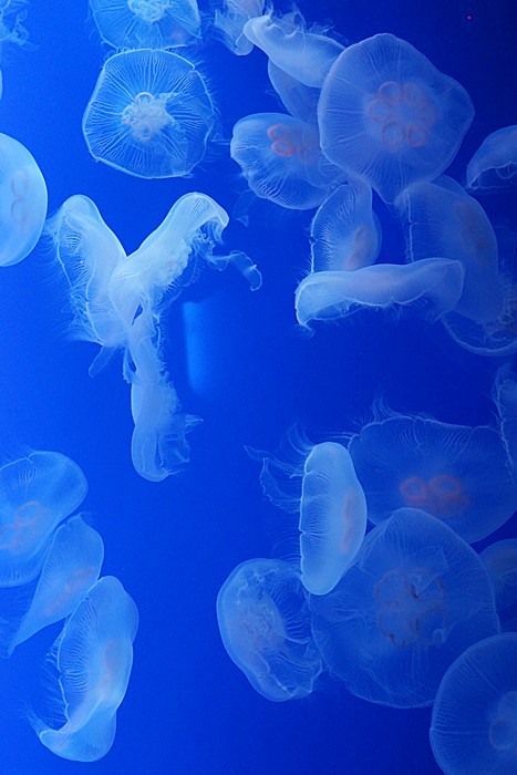 新江ノ島水族館のクラゲ_b0145398_22403644.jpg