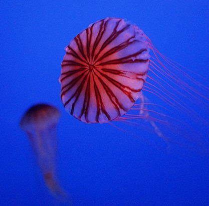 新江ノ島水族館のクラゲ_b0145398_22413393.jpg