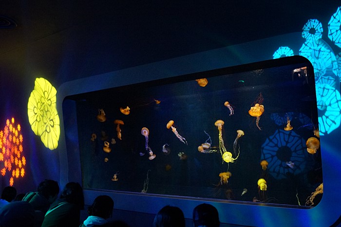 新江ノ島水族館のクラゲ_b0145398_2242645.jpg