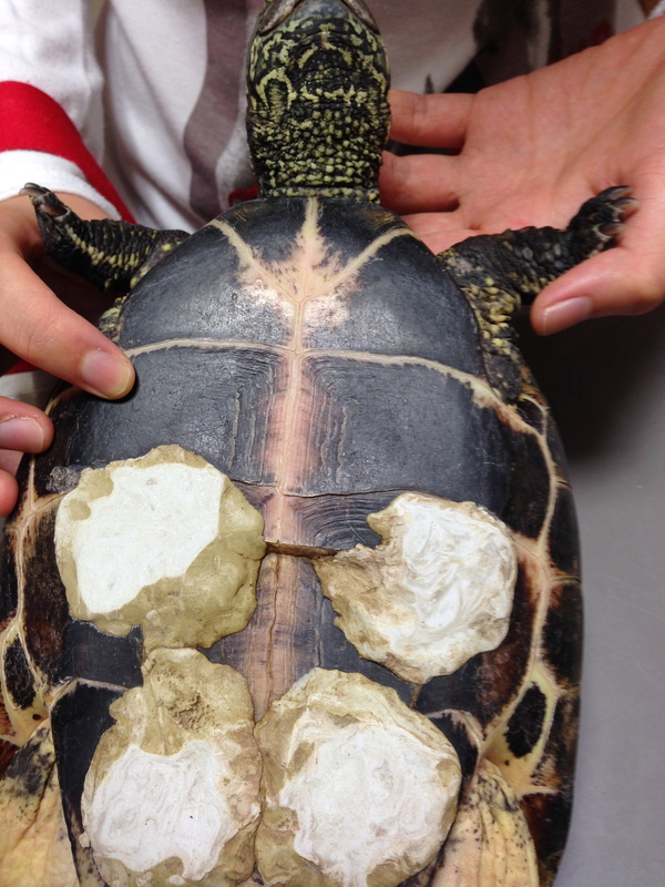 クサガメさん アイマグブログ らいおん動物病院 らいおん先生