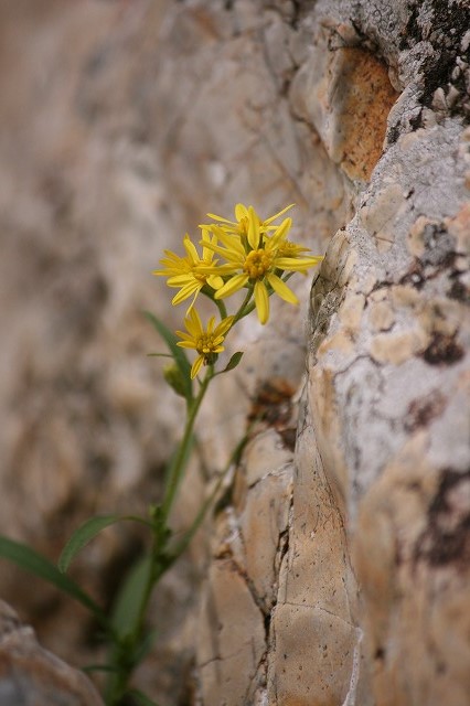 e0276101_23241412.jpg