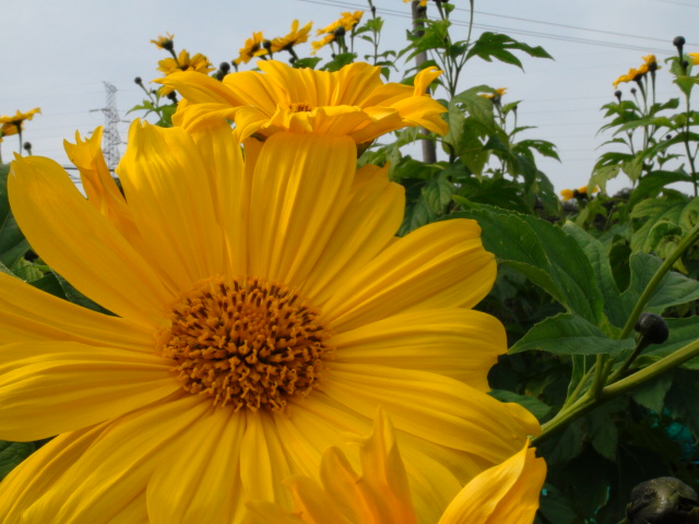 皇帝向日葵 こうていひまわり の花 13 11 9 徳ちゃん便り