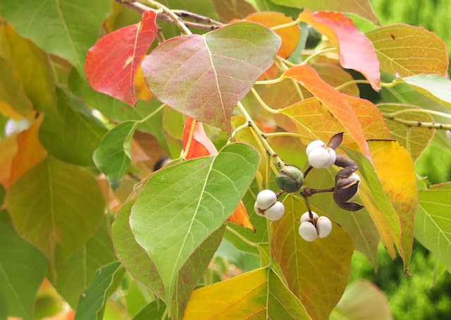 c0248013_14543079.jpg