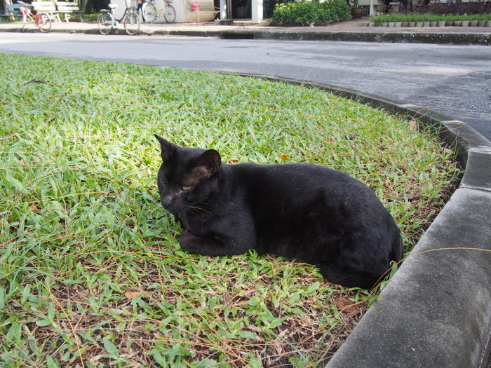 2013 11月　バンコク(3) ルンピニー公園の猫たち_f0062122_1513866.jpg