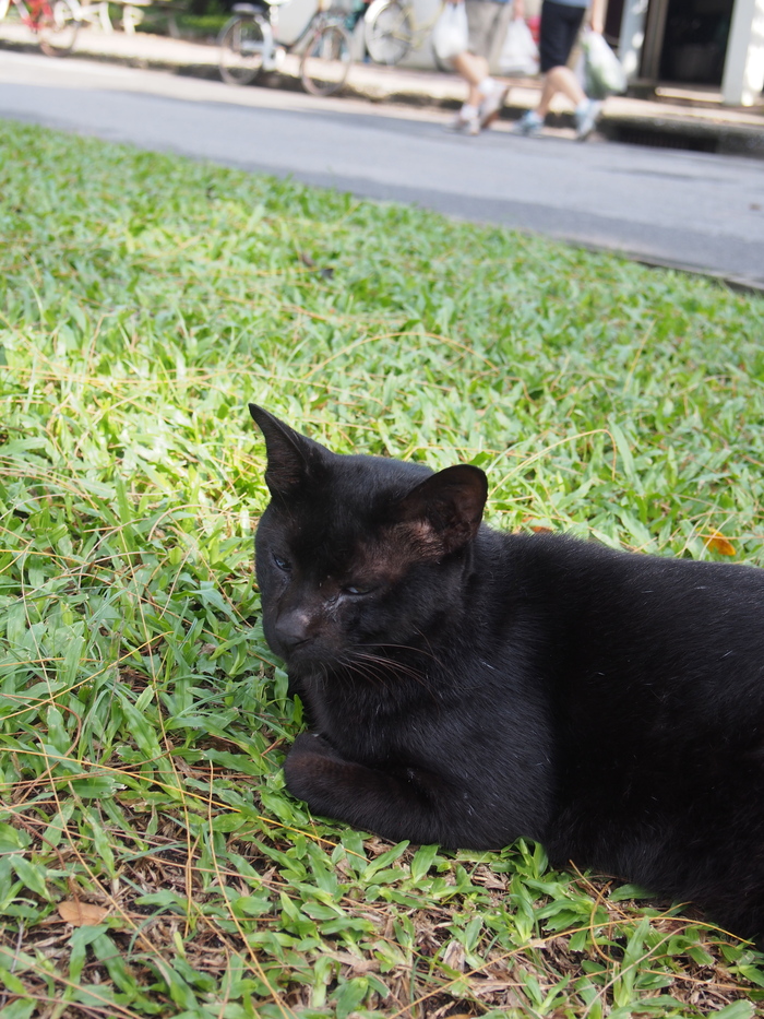 2013 11月　バンコク(3) ルンピニー公園の猫たち_f0062122_1582253.jpg