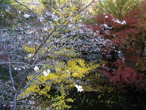 秋のお花見_a0271932_2231987.jpg