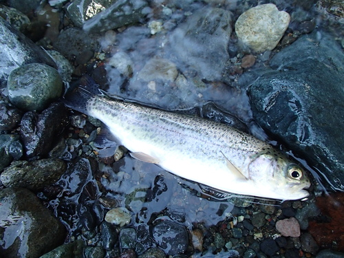 a0165135_1650161.jpg