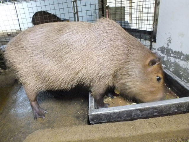 まるたくん誕生から半年☆_a0179837_20392094.jpg