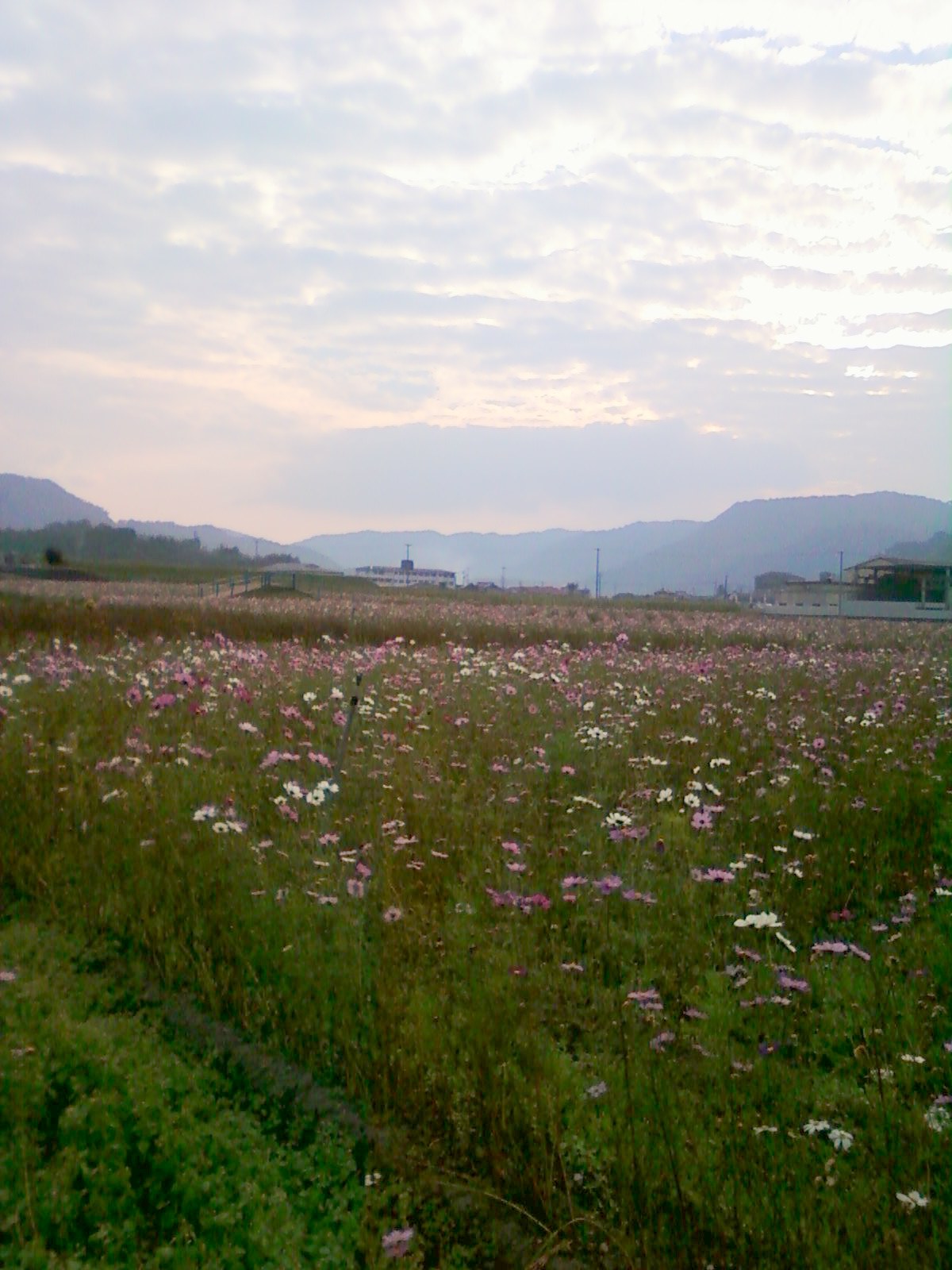 b0139239_20484730.jpg