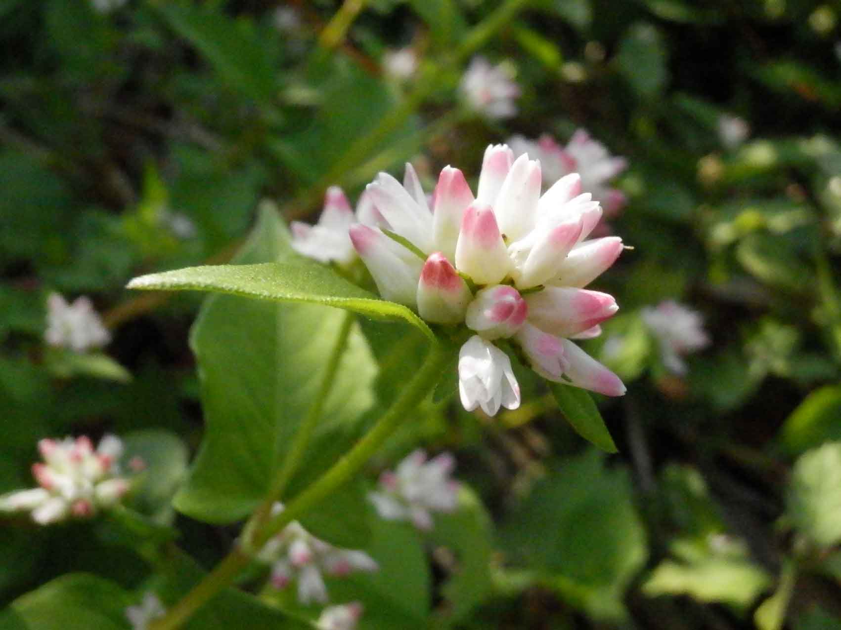 c0047341_9172243.jpg