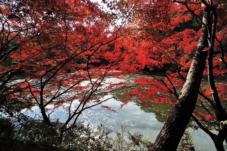 ２０１３神戸市立森林植物園紅葉-１/2_d0148541_21494540.jpg