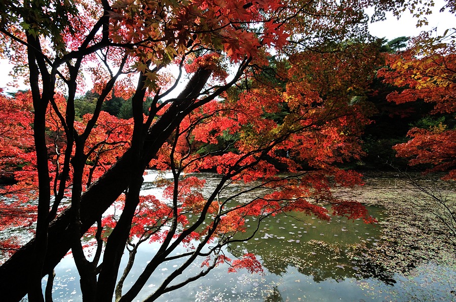 ２０１３神戸市立森林植物園紅葉-１/2_d0148541_21495150.jpg