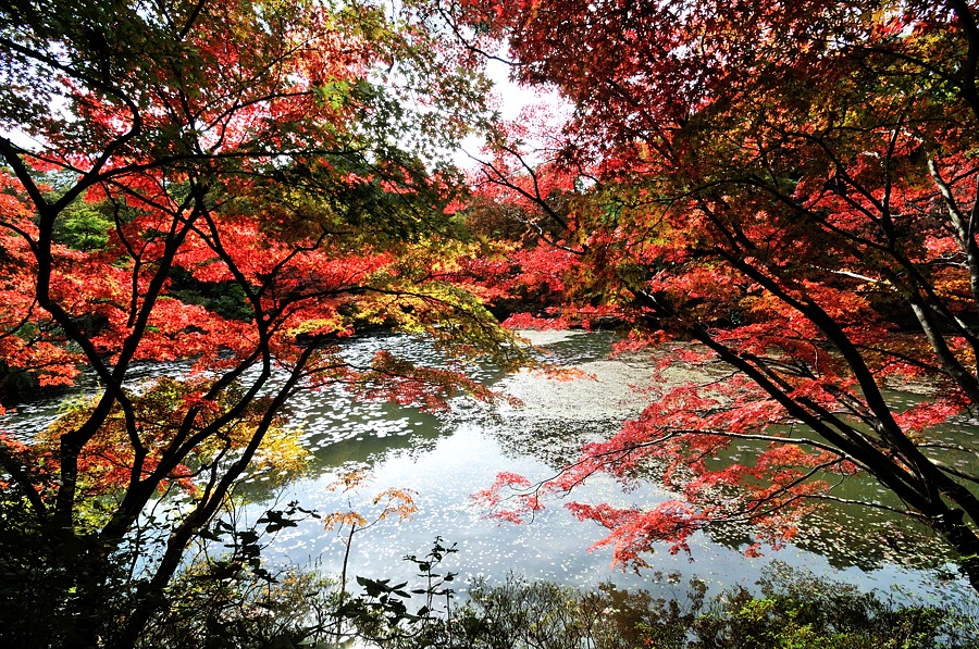 ２０１３神戸市立森林植物園紅葉-１/2_d0148541_21495759.jpg