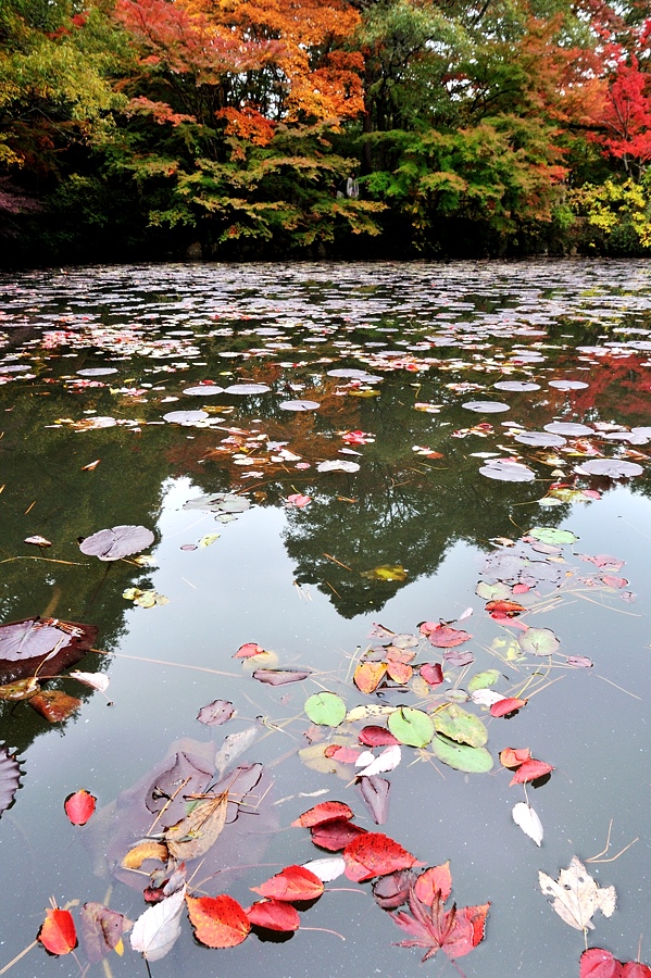 ２０１３神戸市立森林植物園紅葉-１/2_d0148541_21501052.jpg