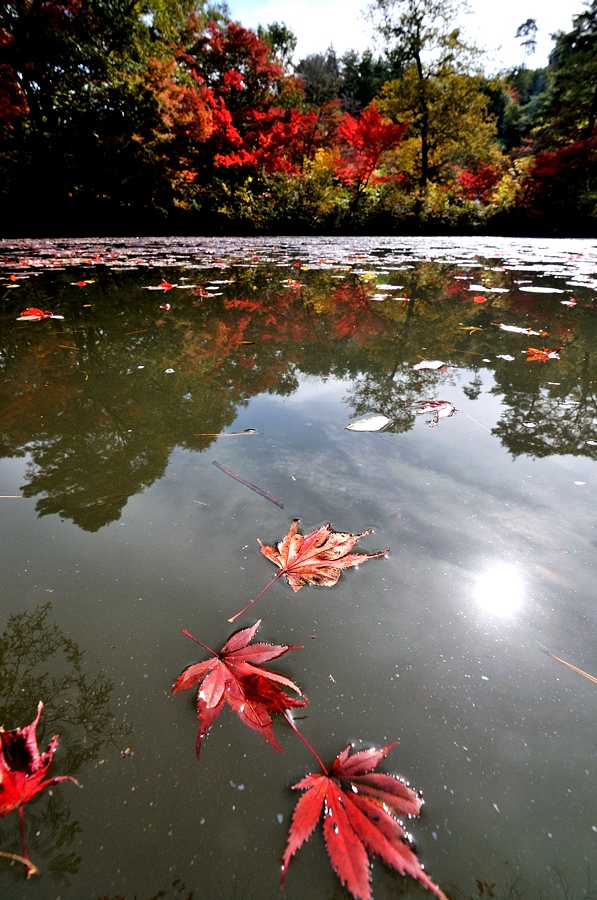 ２０１３神戸市立森林植物園紅葉-１/2_d0148541_21501584.jpg