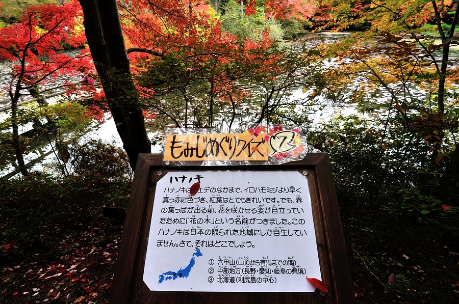 ２０１３神戸市立森林植物園紅葉-１/2_d0148541_215037.jpg