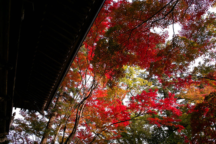 大窪寺　秋_b0161248_21473720.jpg