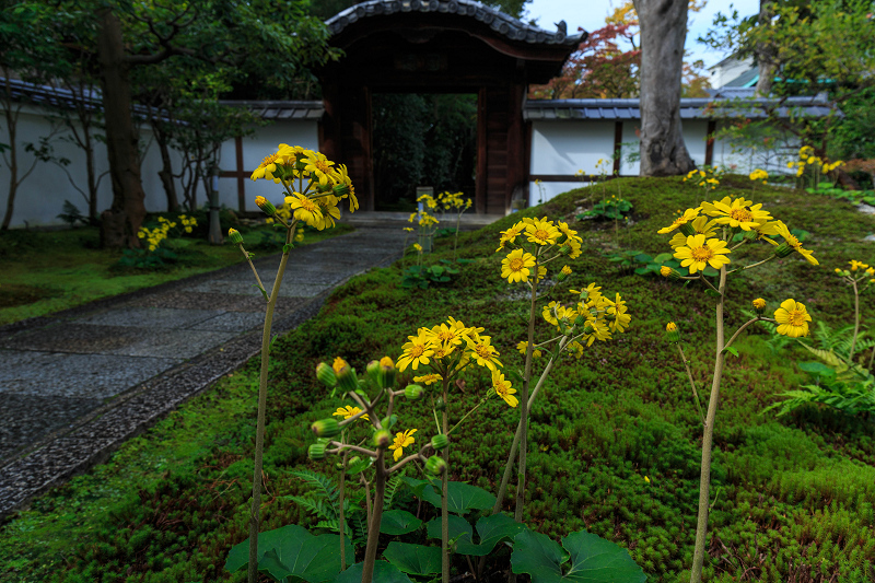 ツワブキの寺（高台寺塔頭・圓徳院）_f0155048_2139121.jpg