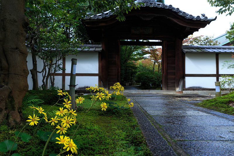 ツワブキの寺（高台寺塔頭・圓徳院）_f0155048_21394481.jpg
