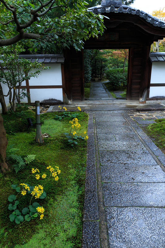 ツワブキの寺（高台寺塔頭・圓徳院）_f0155048_21451125.jpg