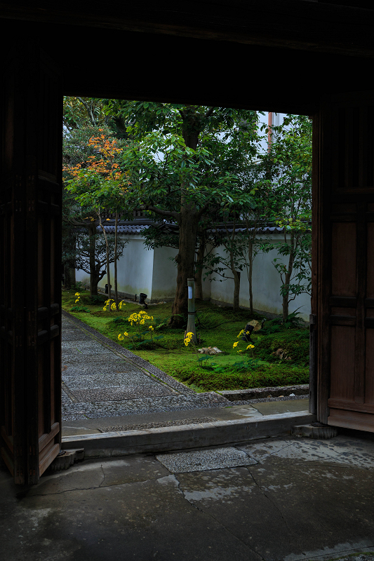 ツワブキの寺（高台寺塔頭・圓徳院）_f0155048_21462397.jpg