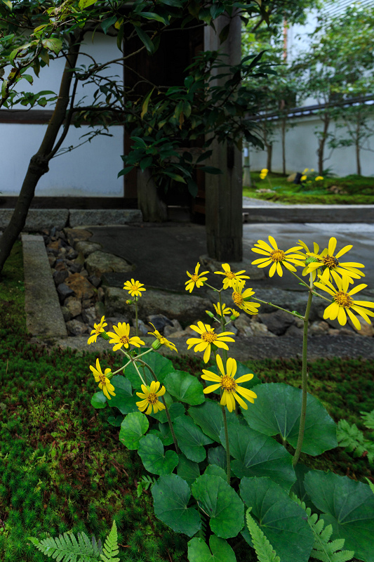 ツワブキの寺（高台寺塔頭・圓徳院）_f0155048_21463596.jpg