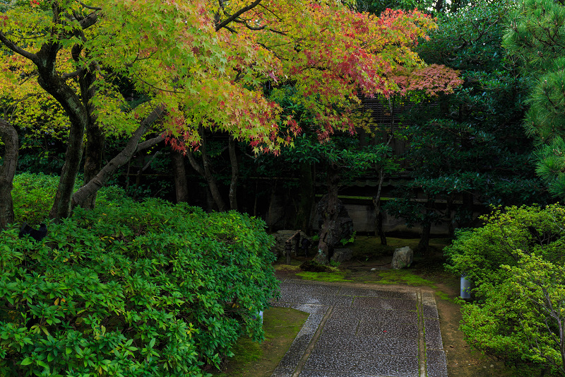 ツワブキの寺（高台寺塔頭・圓徳院）_f0155048_21473287.jpg
