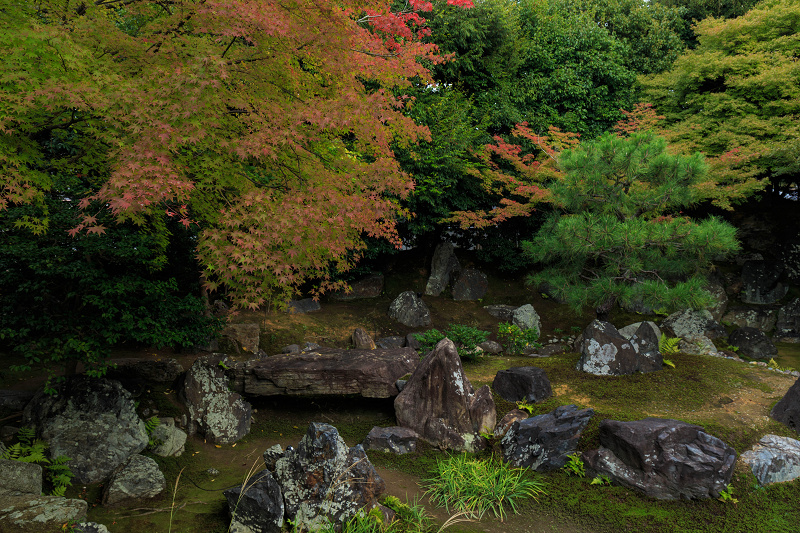 ツワブキの寺（高台寺塔頭・圓徳院）_f0155048_2149872.jpg