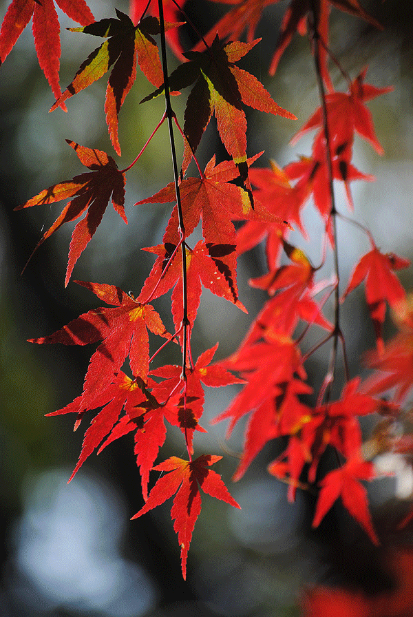 11月9日　晩秋の赤城自然園 楓紅葉スケッチ_a0001354_23474728.gif