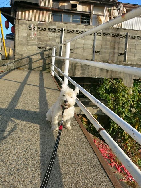 判定はどっちだ?_c0260460_15251330.jpg