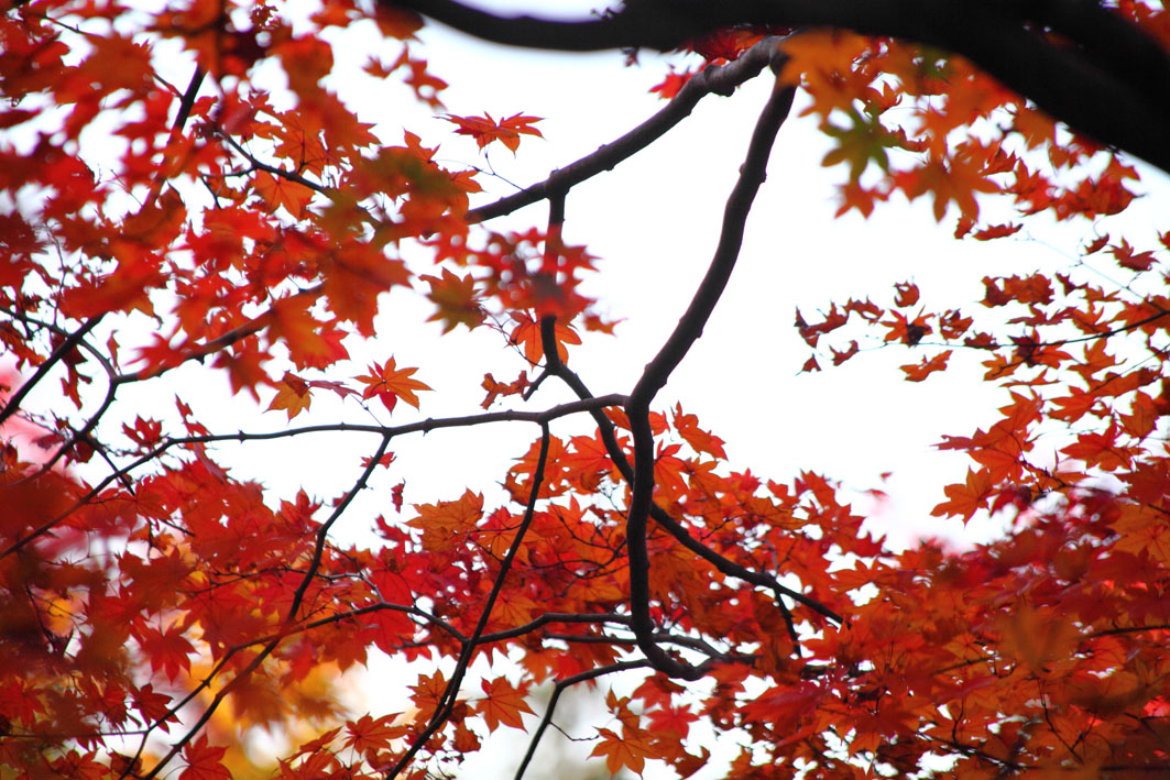 日本庭園の紅葉　【２】_c0299360_126376.jpg