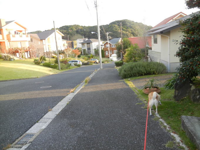 ’13,11,9(土)寒いと張り切る愛ちゃんは・・・?_f0060461_1026670.jpg
