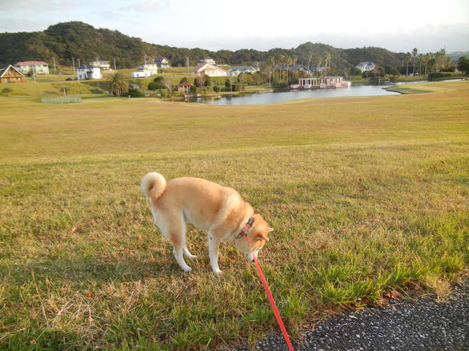’13,11,9(土)寒いと張り切る愛ちゃんは・・・?_f0060461_10273637.jpg