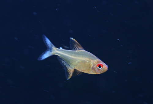 a0162263_17391172.jpg