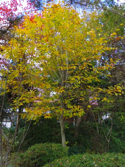 １２年目のブナ　　１１・９_e0019167_8485654.jpg