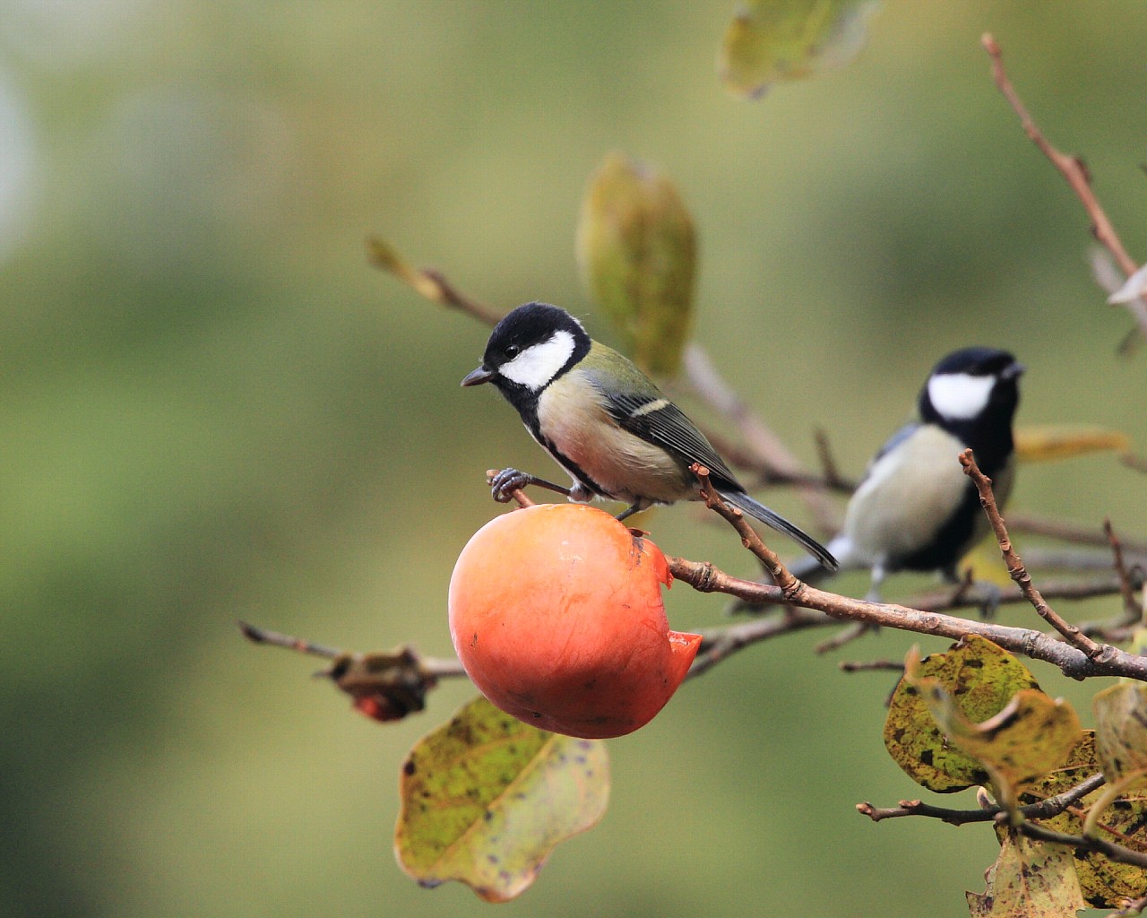 秋冬の定番 柿と野鳥シリーズその３：　シジュウカラ_f0105570_2214366.jpg