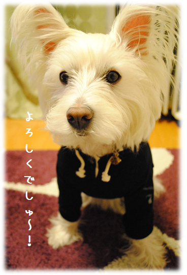 b0242873_1352085.png