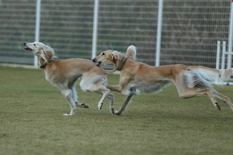 サルーキ爆走中 しゅっぽっぽの犬写真館