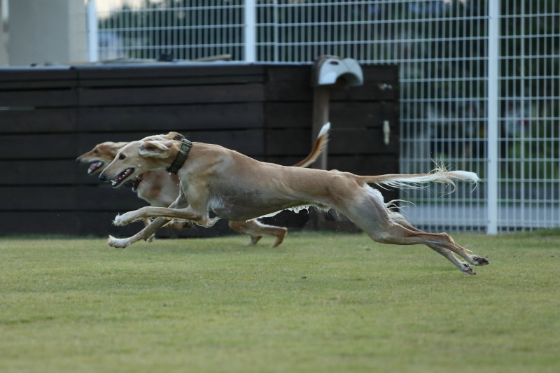 サルーキ爆走中 しゅっぽっぽの犬写真館