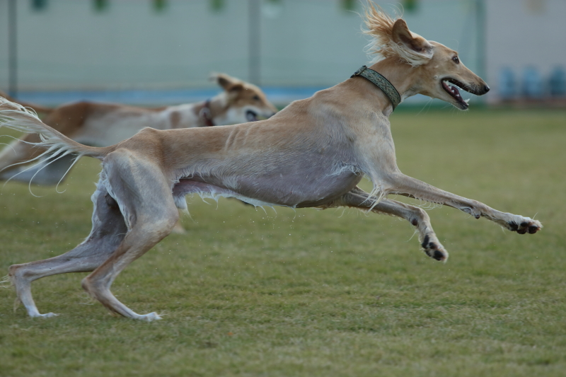 サルーキ爆走中 しゅっぽっぽの犬写真館