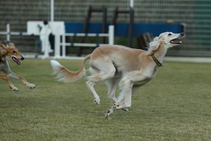 サルーキ爆走中 しゅっぽっぽの犬写真館