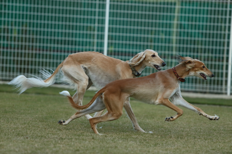 サルーキ爆走中 しゅっぽっぽの犬写真館